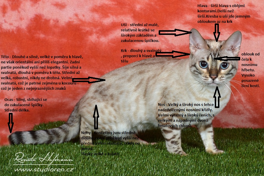 Ako vyzerá štandardné bengálska mačka?