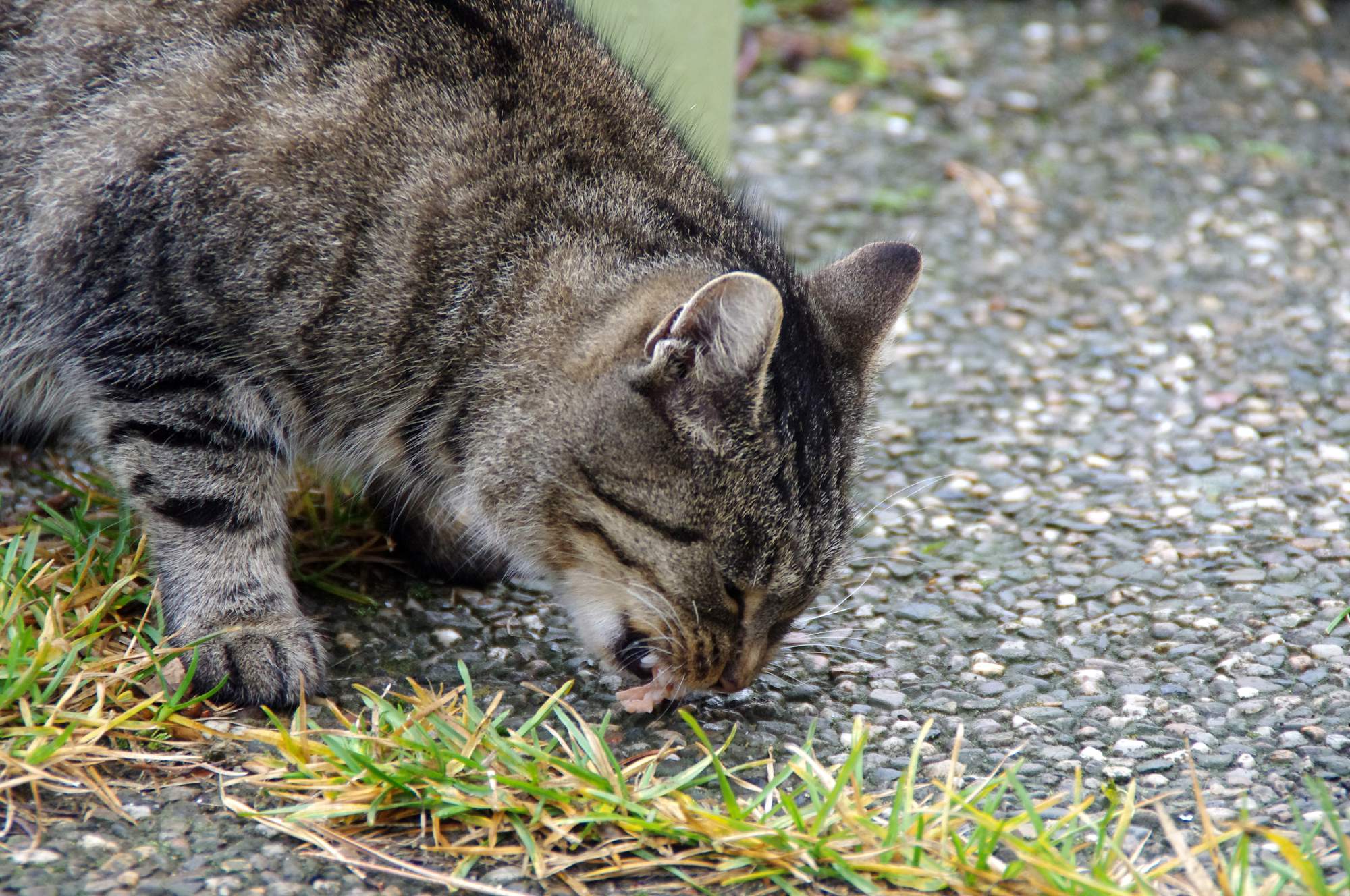 Staráte sa o vonkajšie mačky?