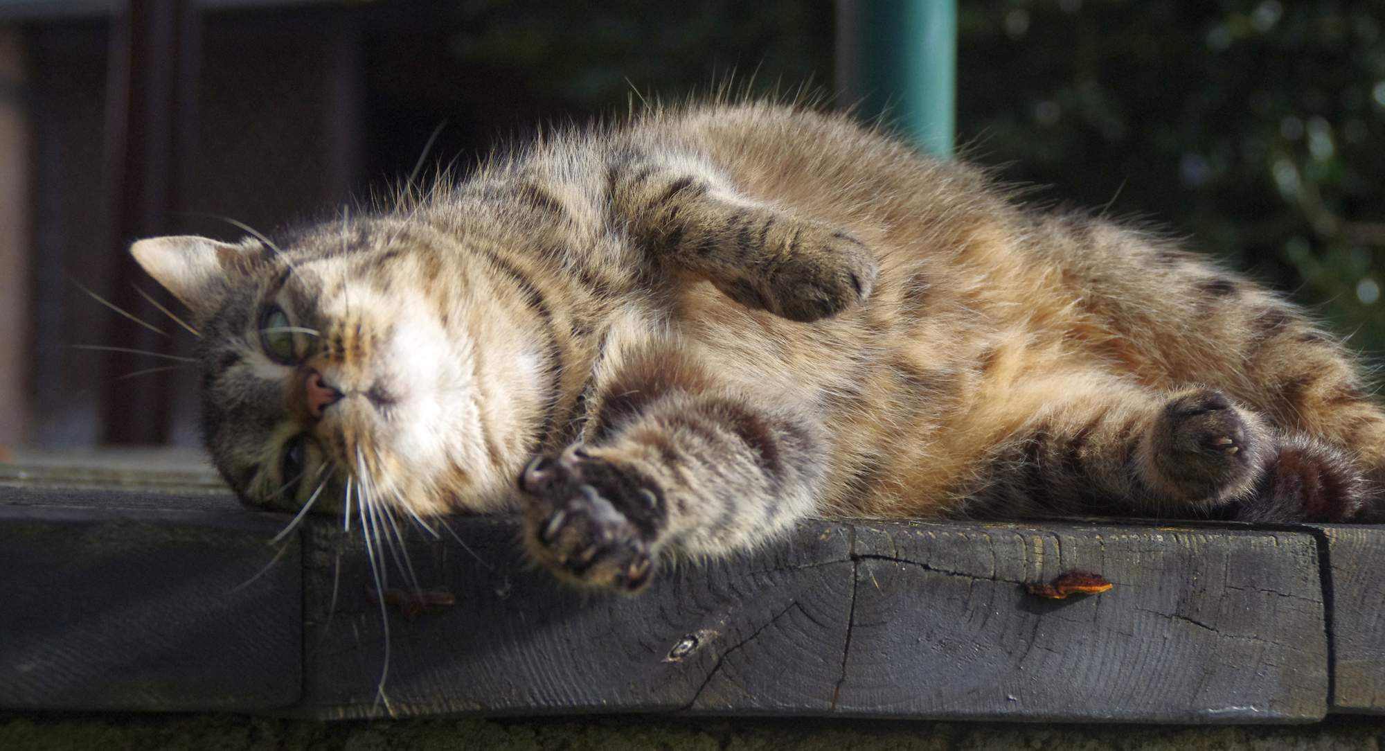 Ako zvieratá prospievajú ľuďom?