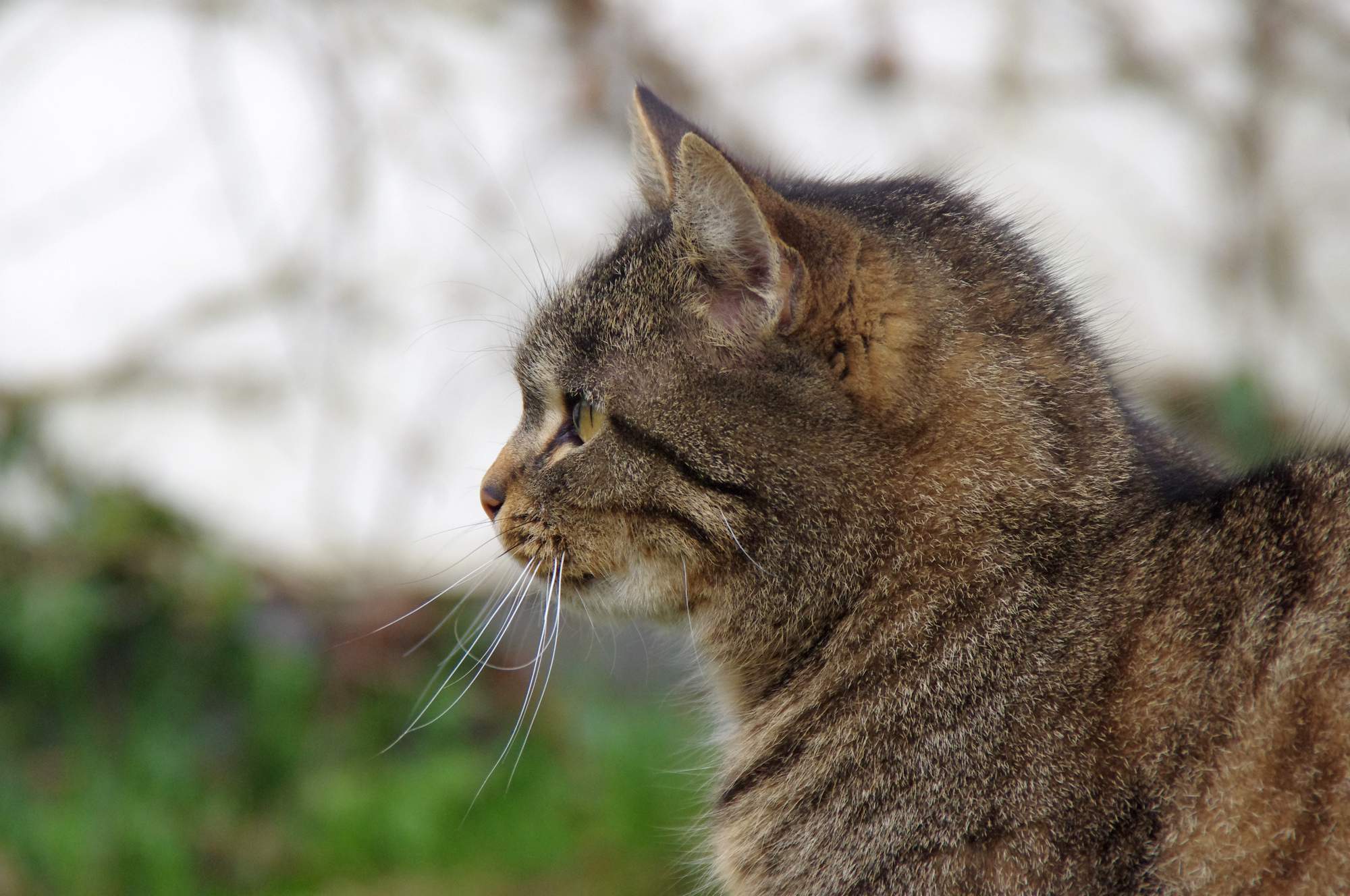 Čo je to eliminačná diéta?