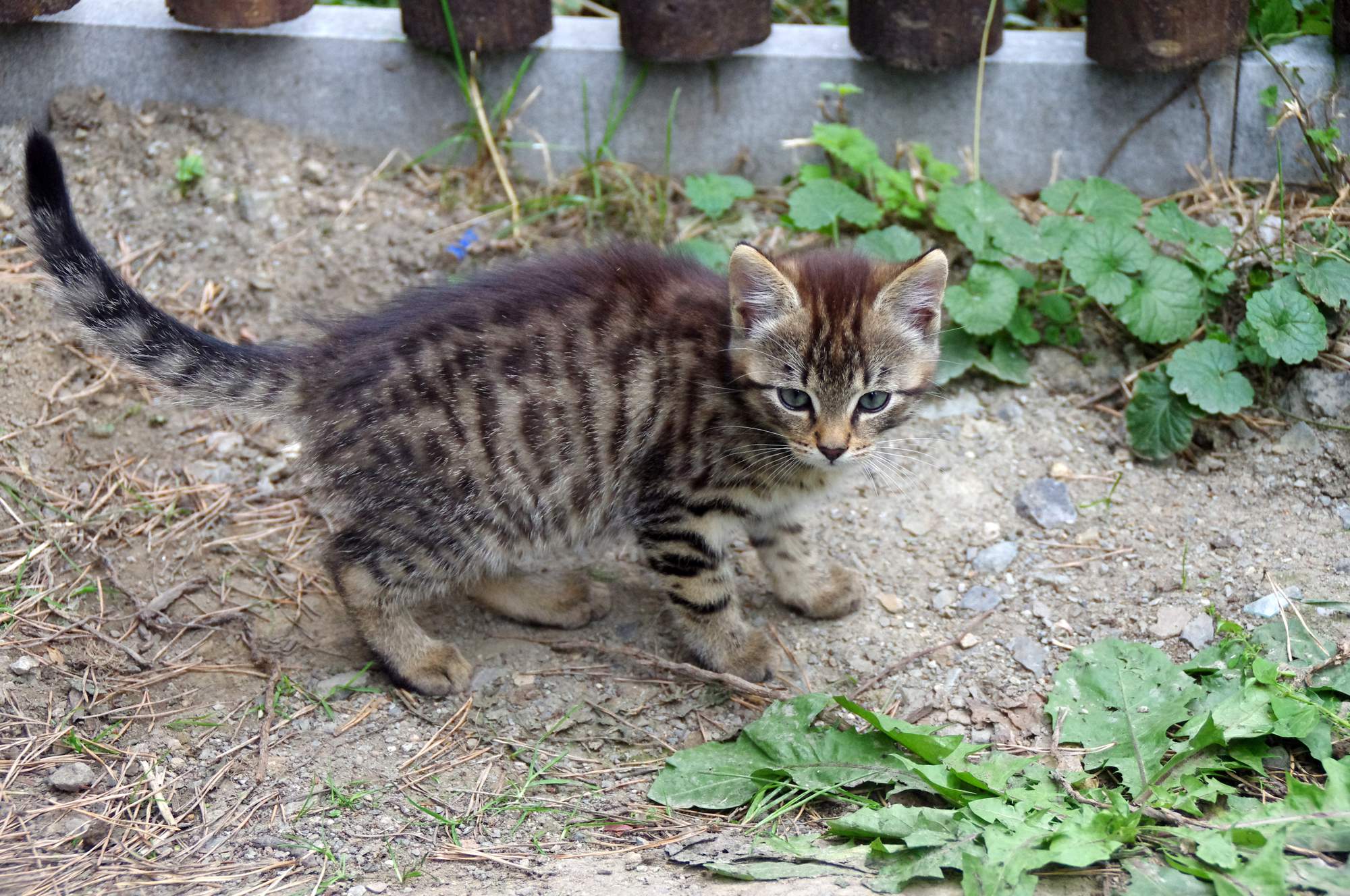 Ľudia podceňujú náklady na domácich miláčikov, potom dlhuje veterinárom