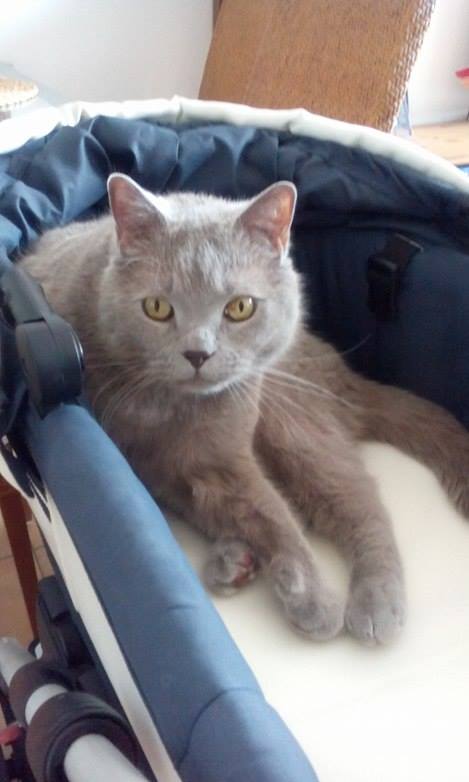 Falošné inzeráty na domácich miláčikov