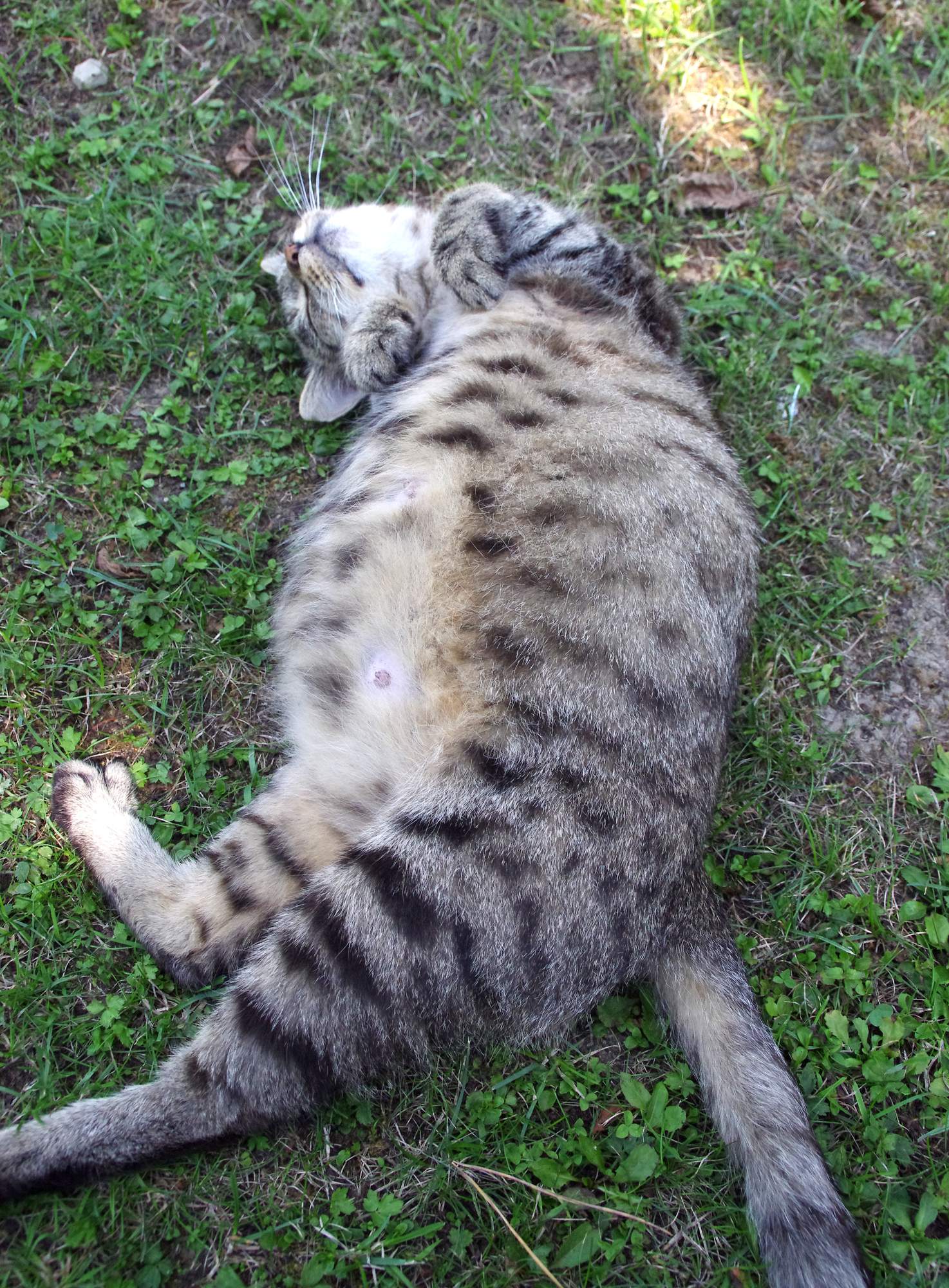 Prečo mačky nastavujú bruško?