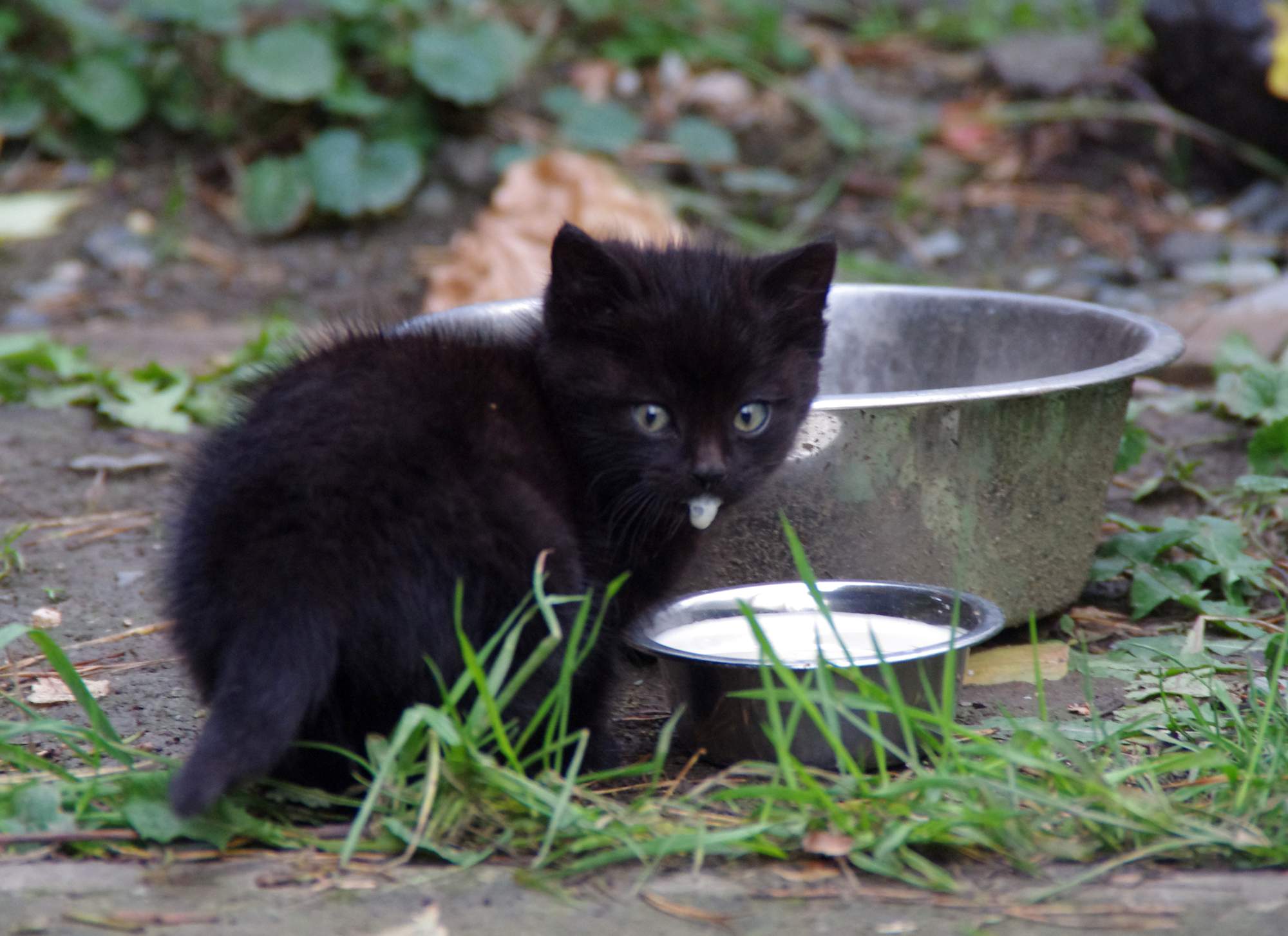 Maškrtný mačacie čuch