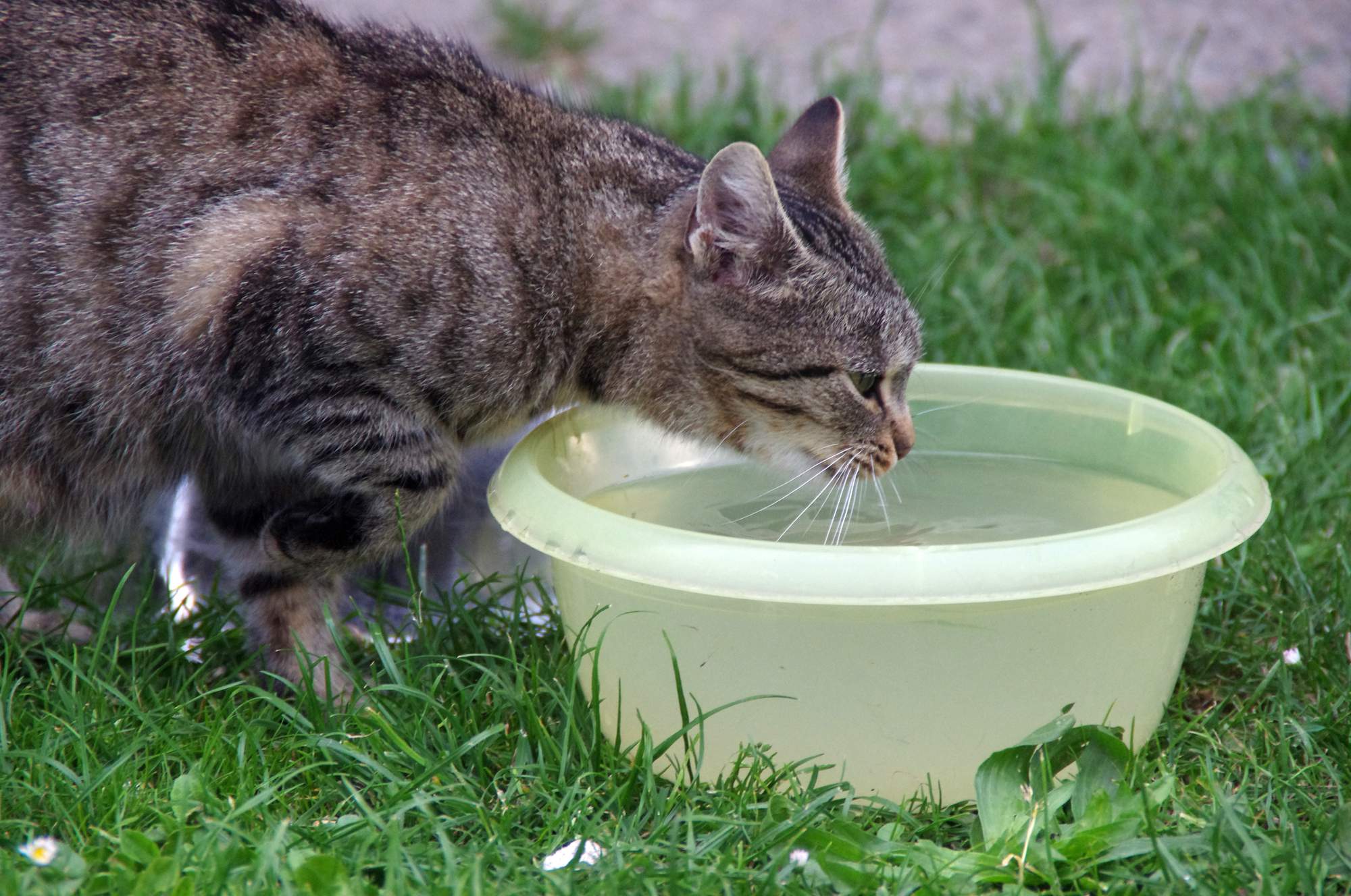 Nechať misku k dispozícii po celý deň?