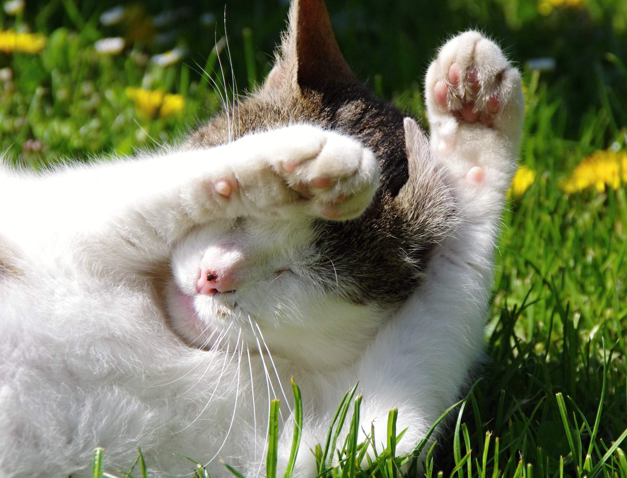 Prírodné prostriedky odpudzujúce kliešte