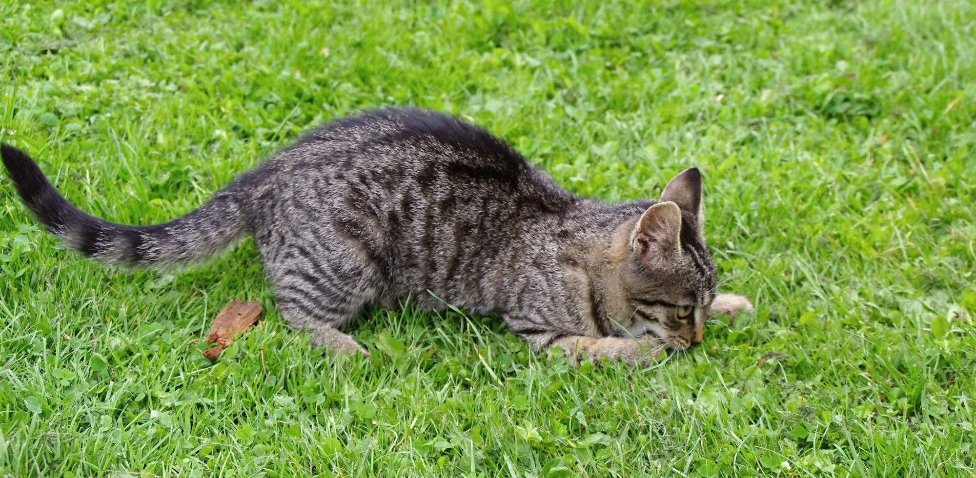 Pozri, aký som lovec ...