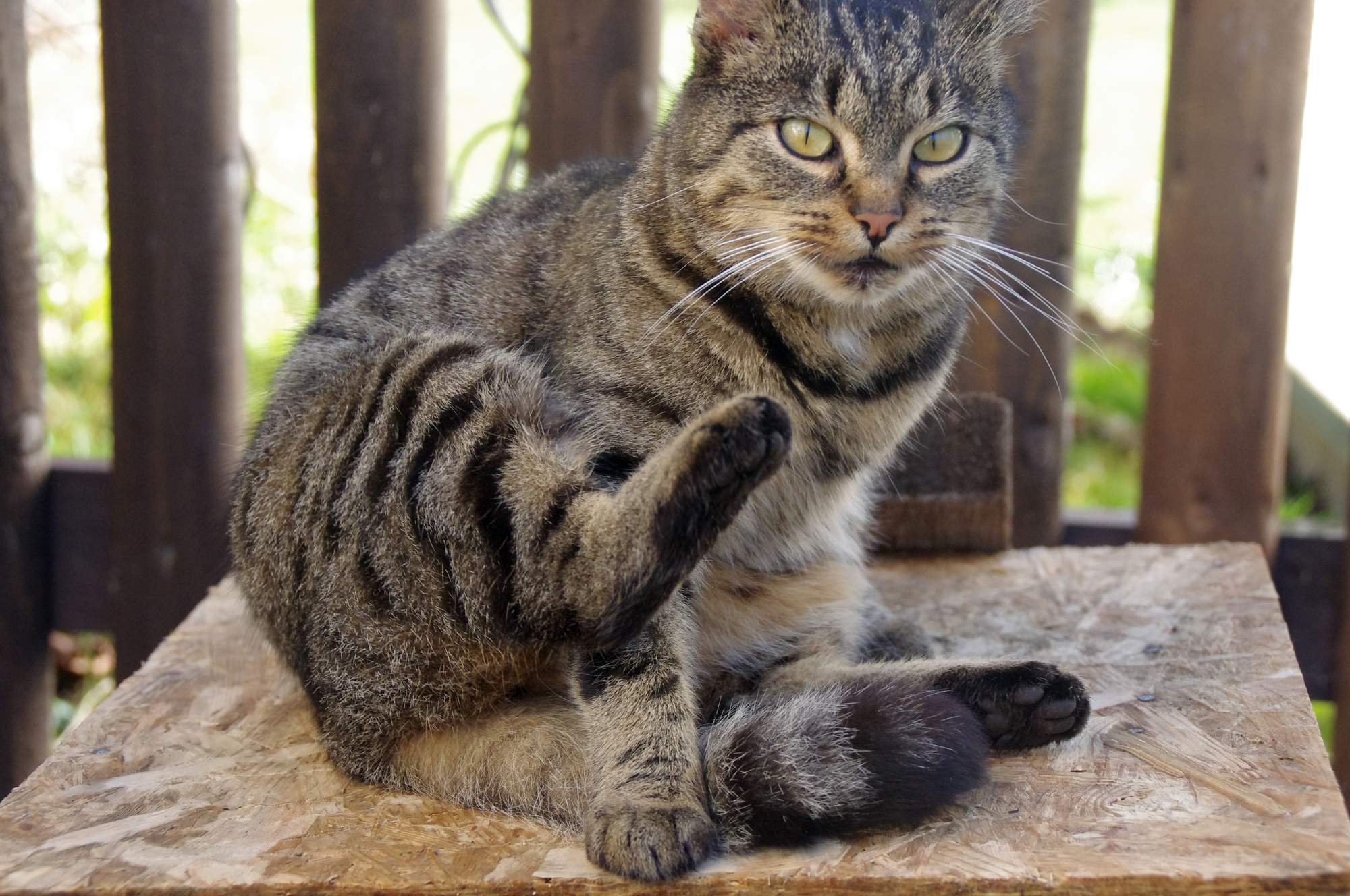 Dožívajú sa kastrované mačky vyššieho veku?