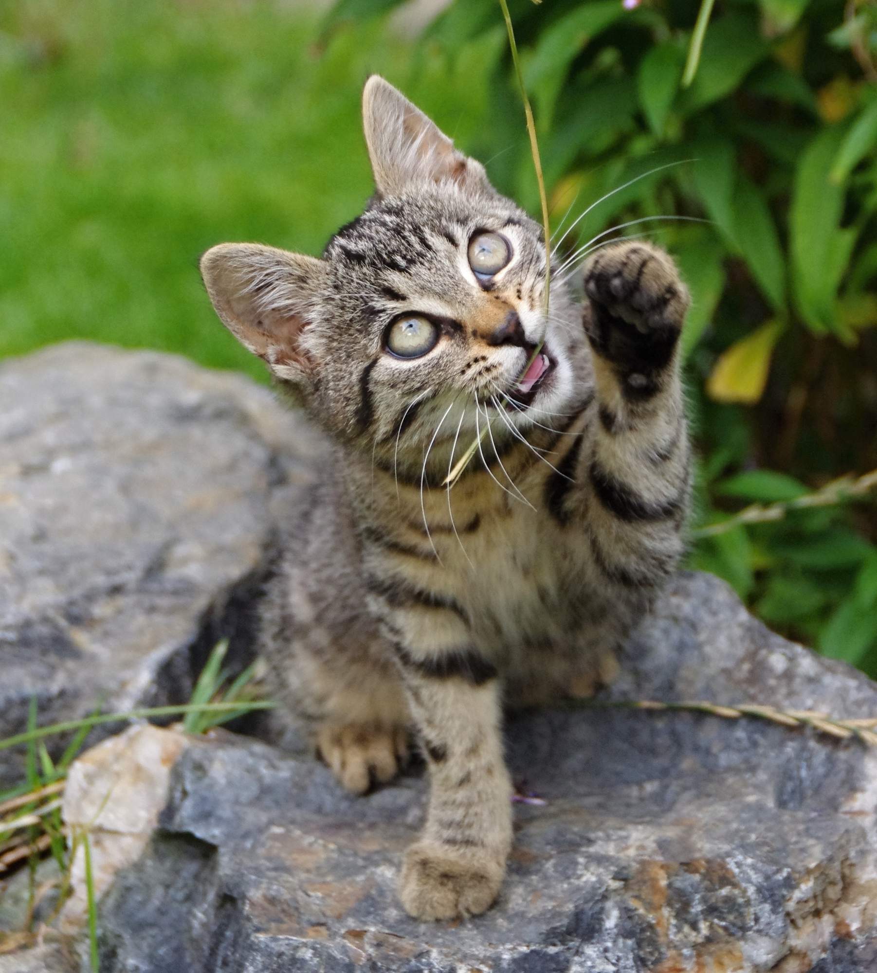 odstraňovanie pazúrikov