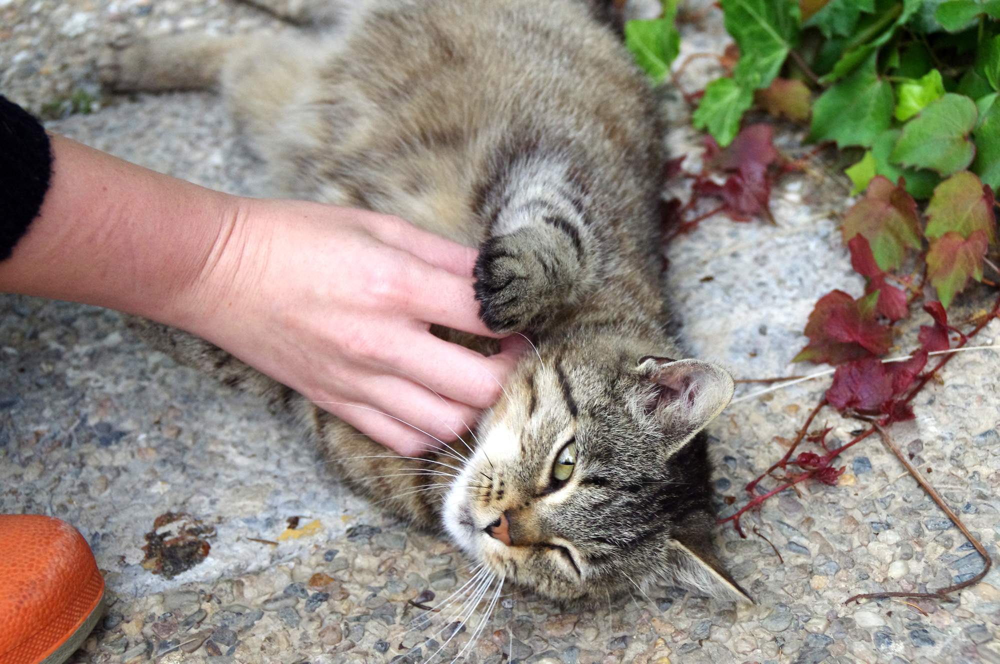 Štatistika: Najviac majiteľov domácich miláčikov je v Latinskej Amerike, Rusku a USA