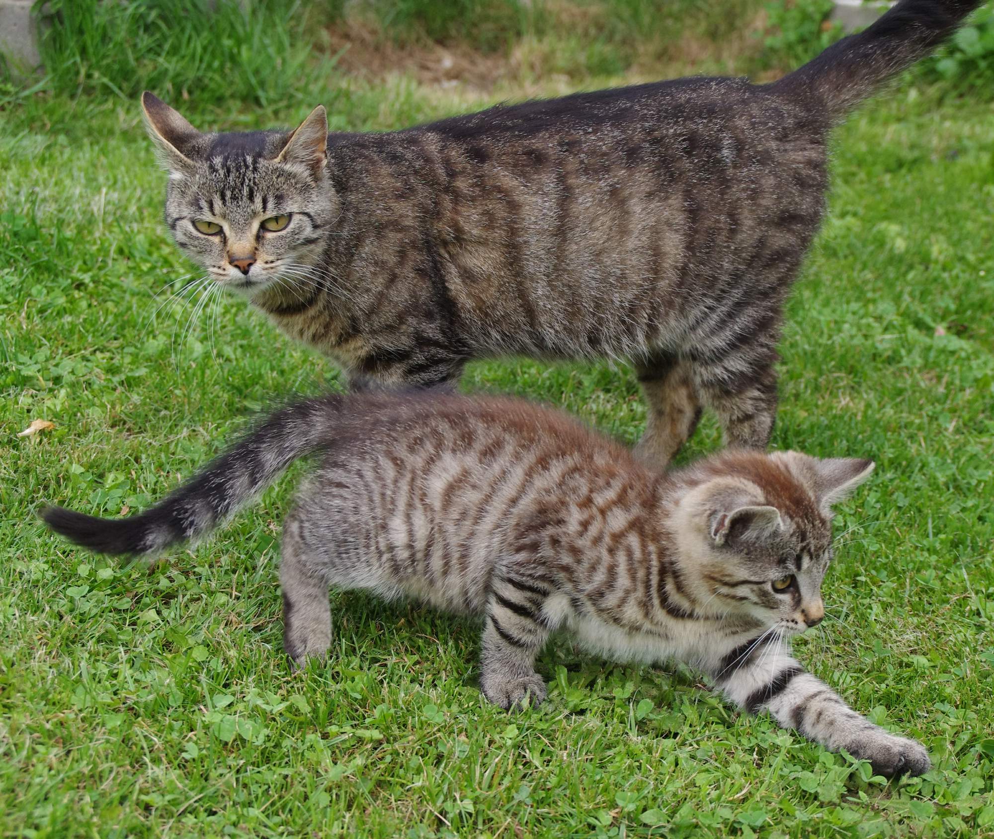 Kastrácia - prevencia a kontrola počtu mačiek