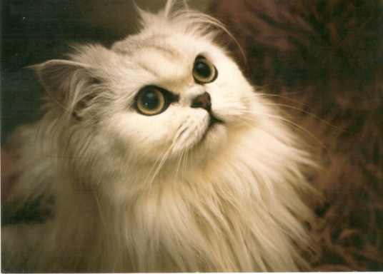 Starostlivosť o oči