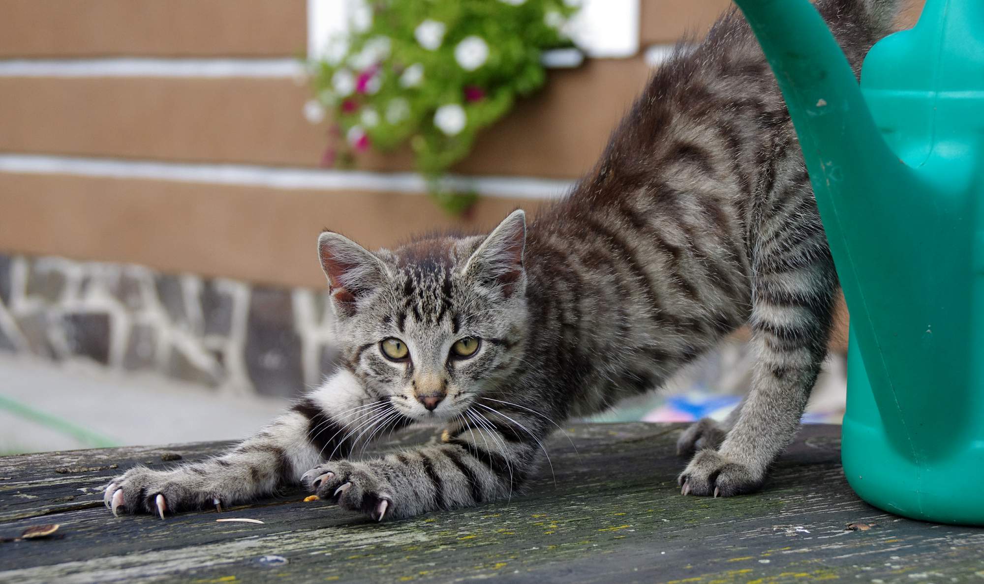 Je med vhodný pre zvieratá?