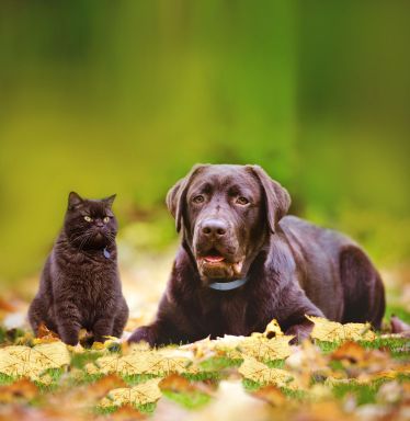 Blšie sezóna je tu