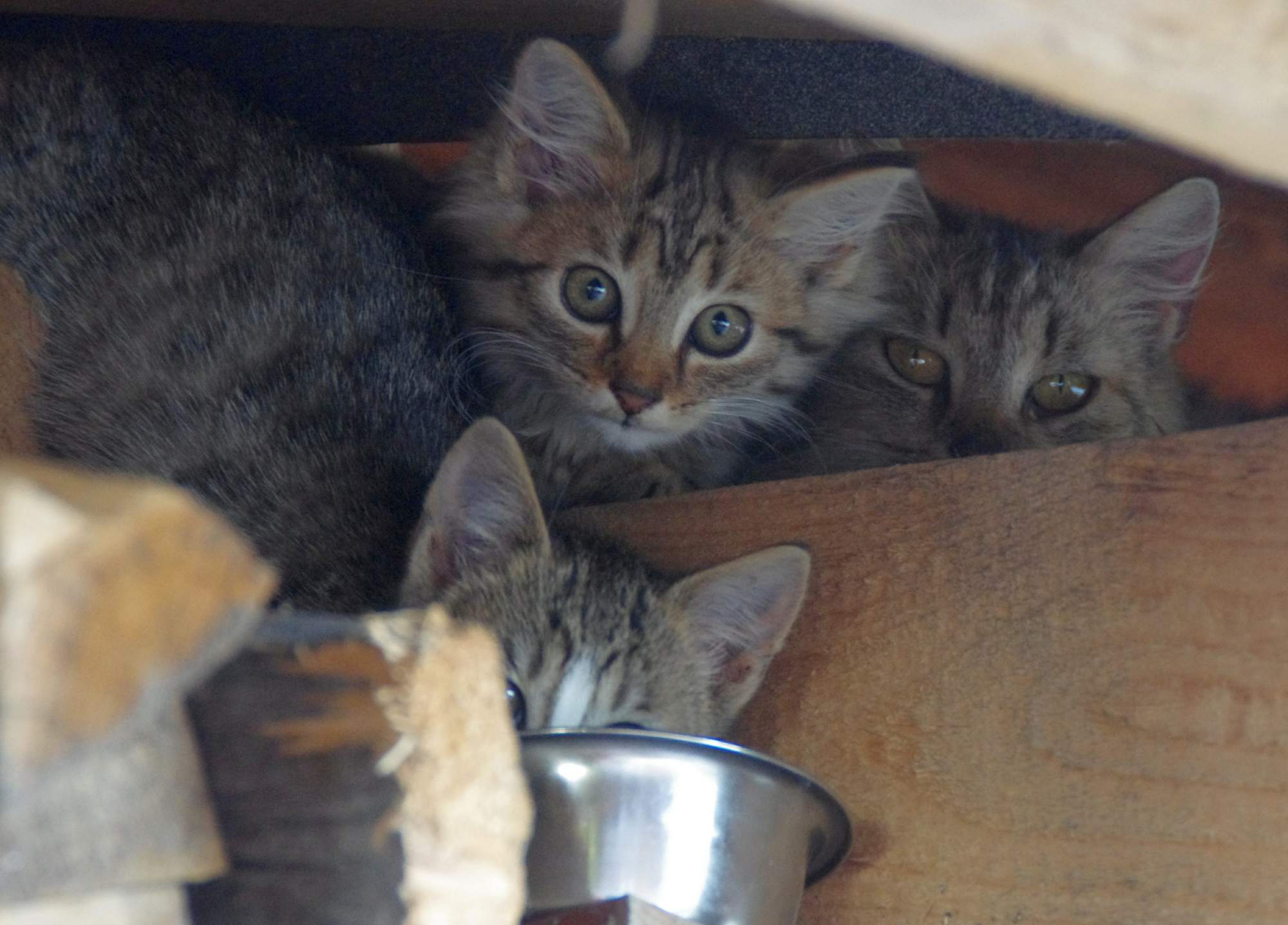 Štatistika: Česi a zvieratá z útulkov