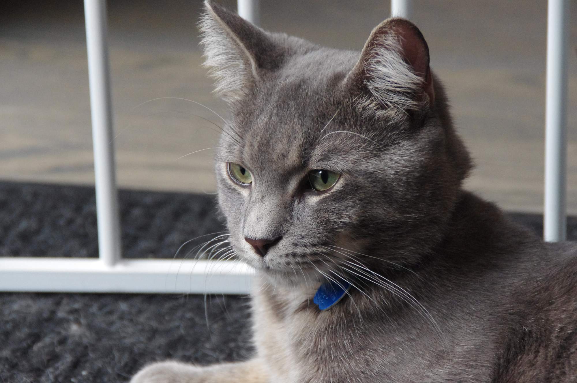 5 dôvodov, prečo je dôležité psa a mačku pravidelne odčervovať