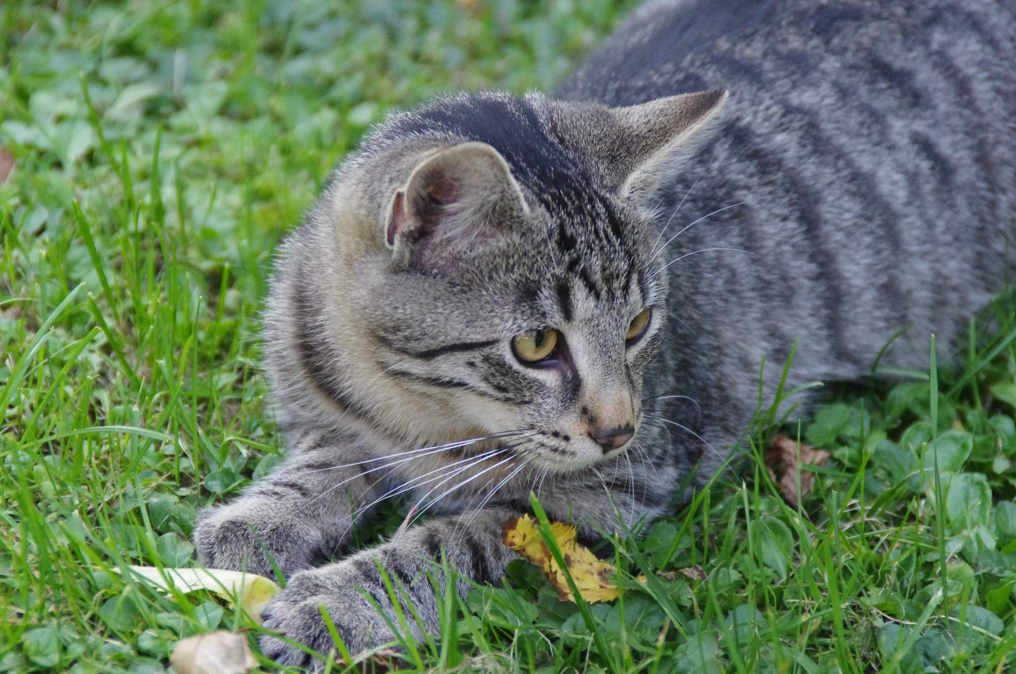 Mačky žili v tesnej blízkosti ľudí už pred 5300 rokmi