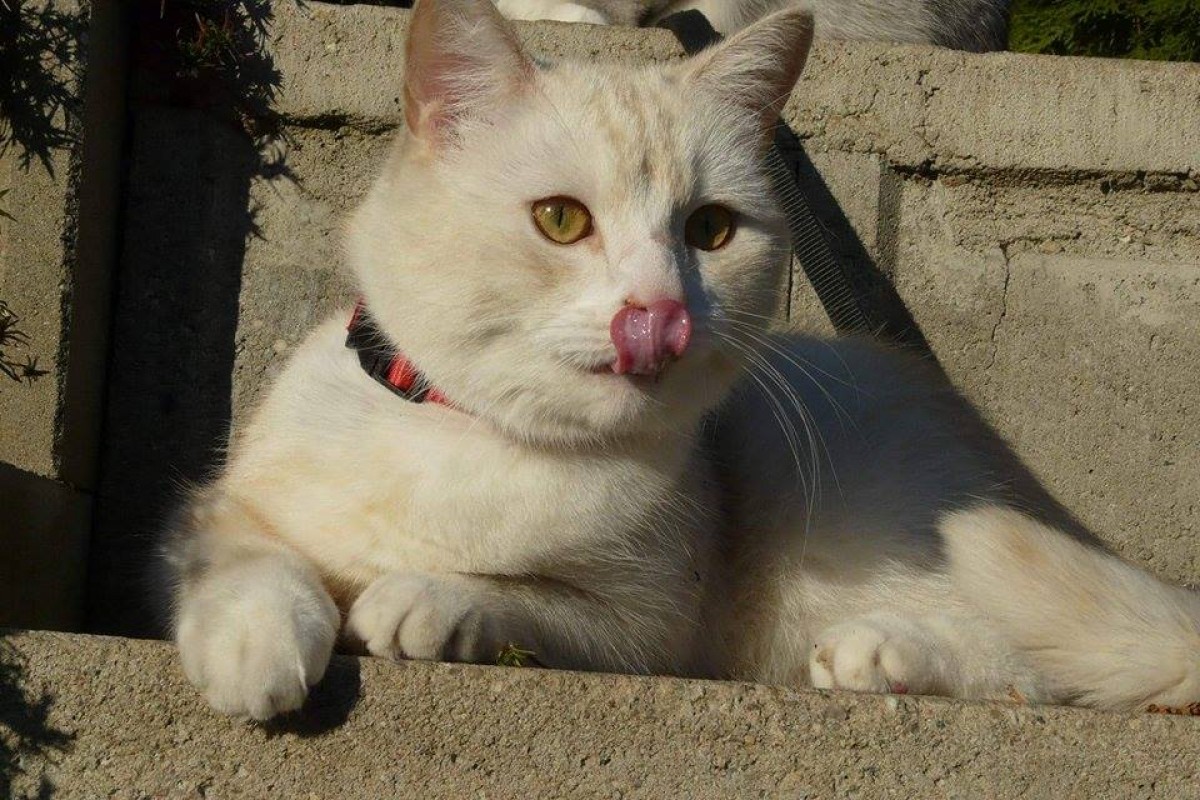 Ryby v mačacom jedálničku