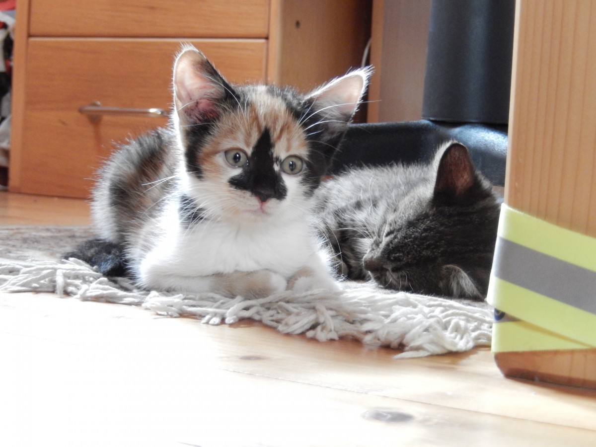 Živý vianočný darček