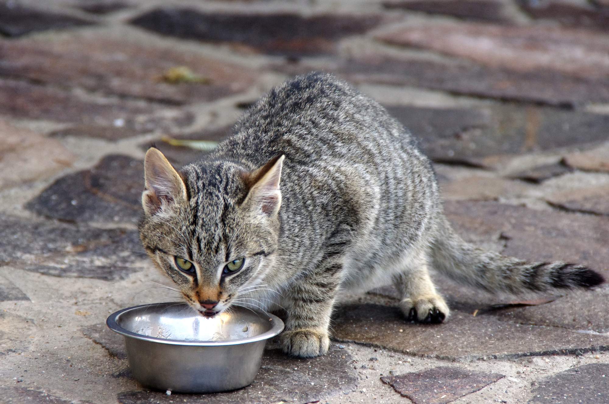 Psie a mačacie Vianoce: aké dobroty radšej schovať a čím ich nahradiť?