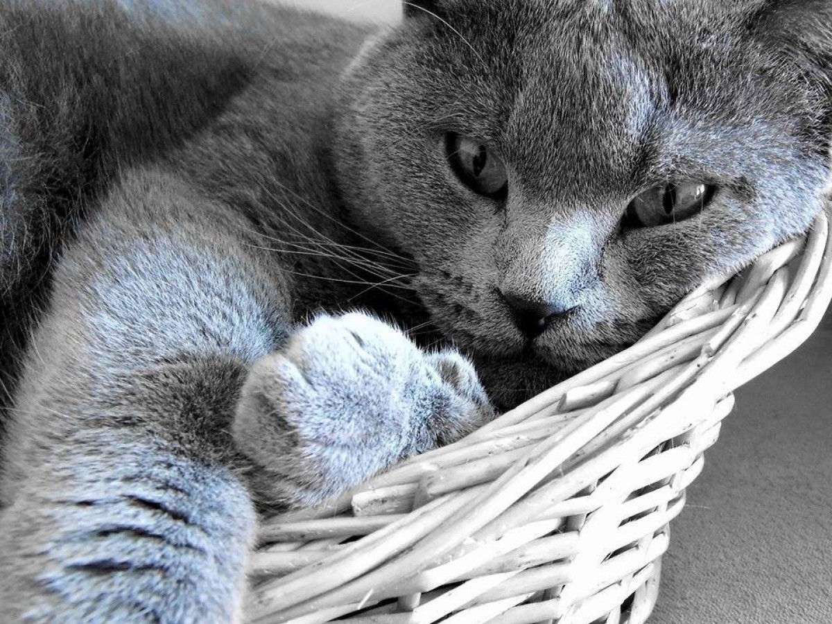 15 znakov zdravé mačky