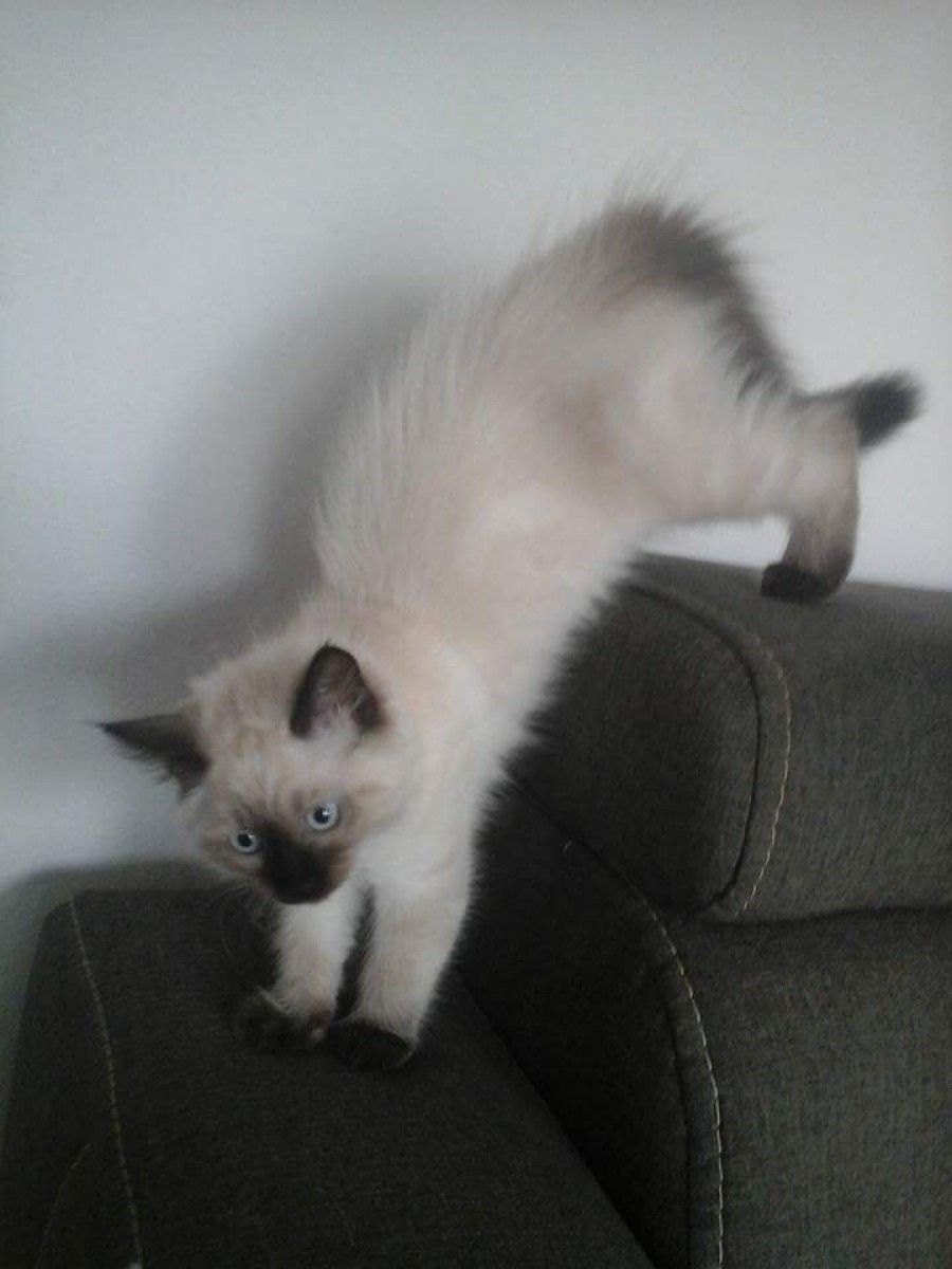 8 rád o výžive mačiatok