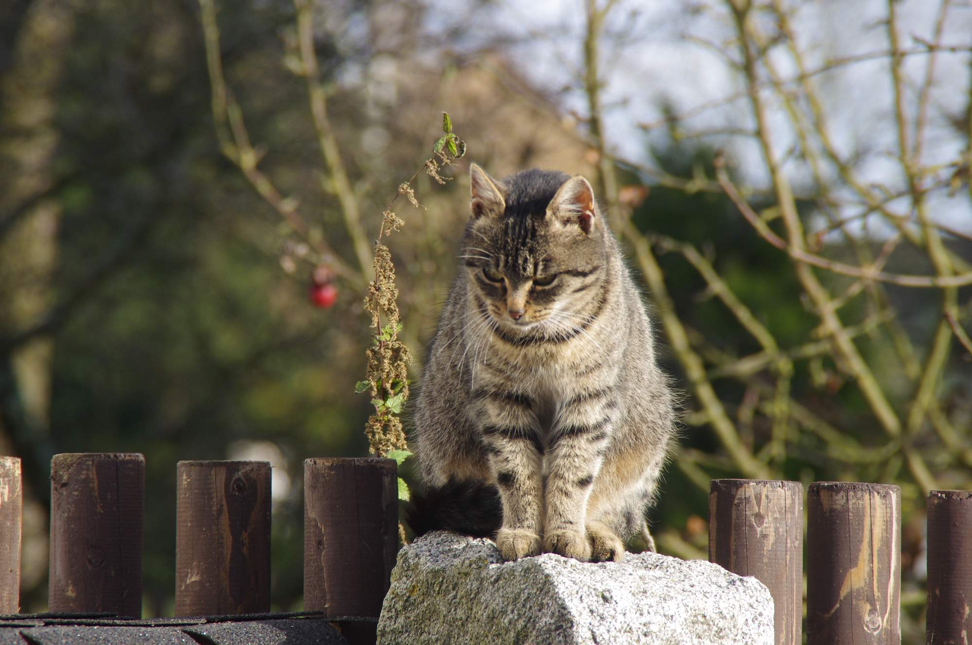 Starostlivosť o psov a mačky v zimnom období