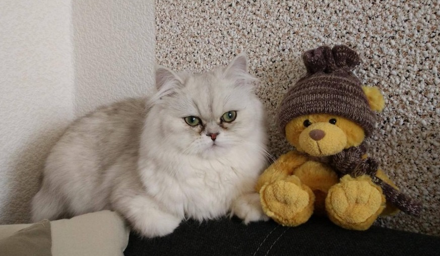 10 dôvodov, prečo dieťaťu zaobstarať domáceho maznáčika