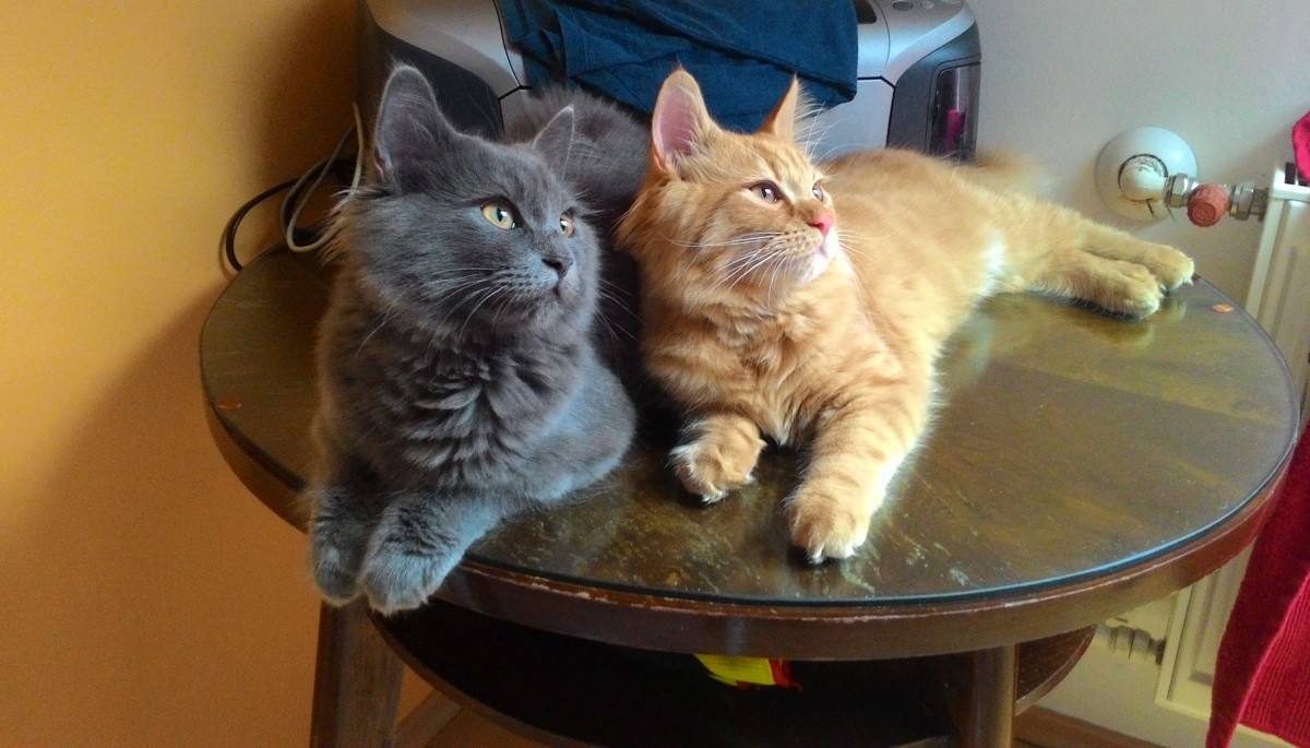 4 osvedčené tipy, aby sa mačke u vás doma páčilo