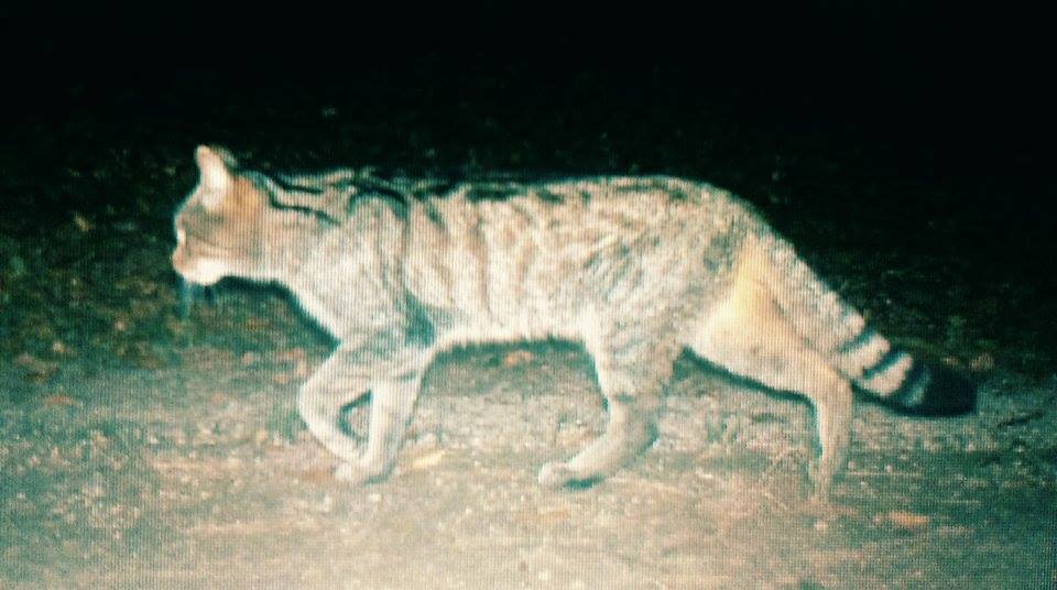 10 poznatkov o mačke divokej európskej