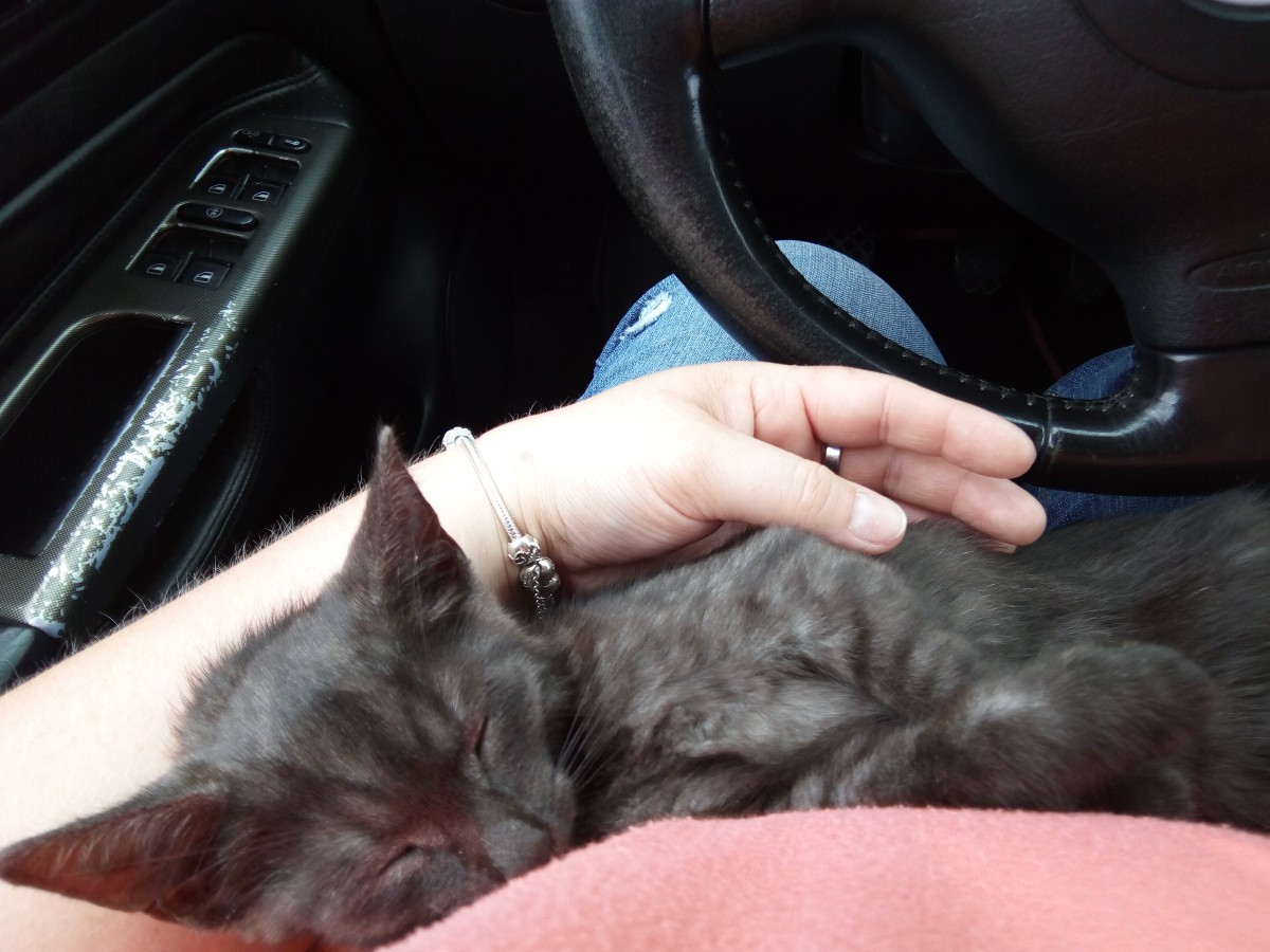 Psie vs. mačacie ľudia podľa Facebooku