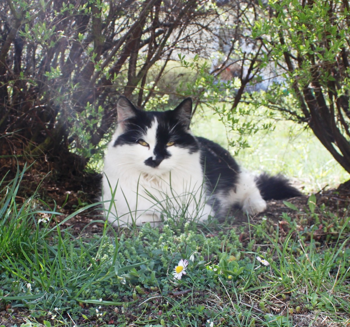 Najčastejšie potravné alergény u psov a mačiek