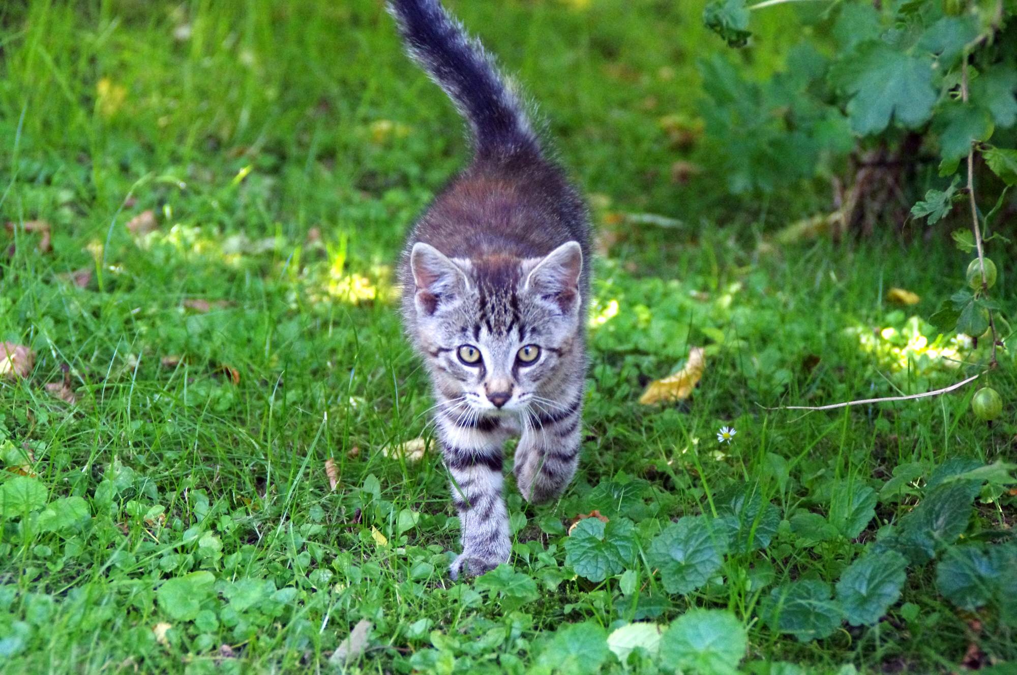 Jar sa blíži, najvyšší čas začať mačku chrániť pred parazitmi!