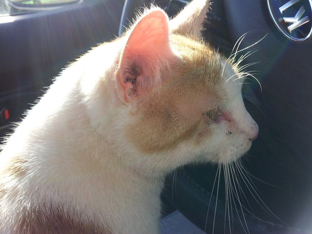 Kocúr akútne hľadá nový domov