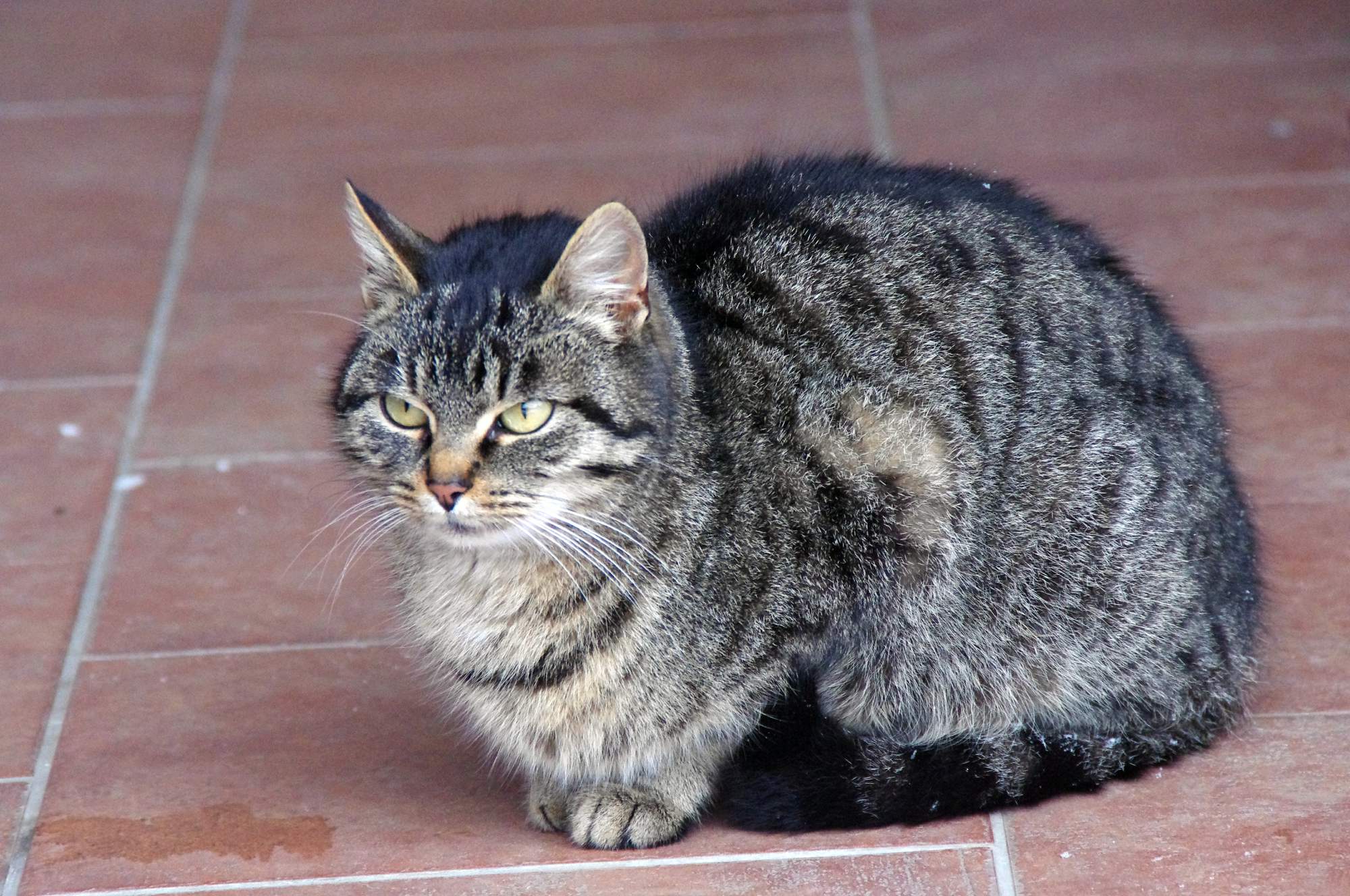 Ďakujeme za pomoc útulkom!