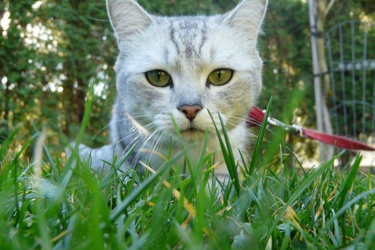 Nebezpečnej choroby, ktoré prenášajú kliešte a bodavý hmyz