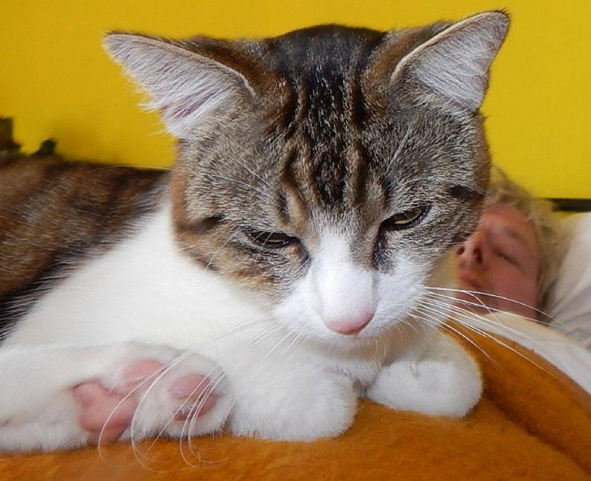 6 dôvodov, prečo zviera odčervovať