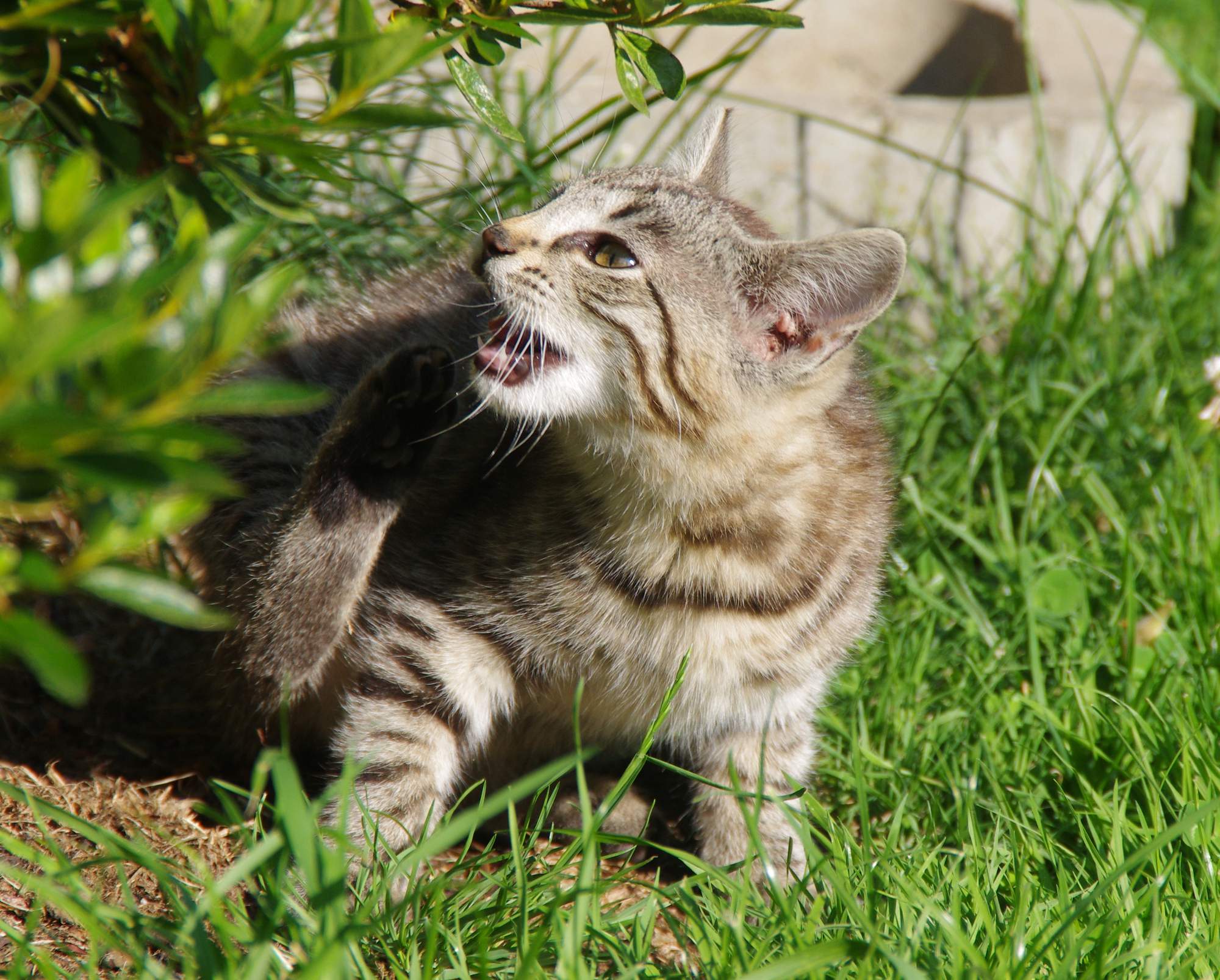Kŕmenie počas prvého roku života mačky