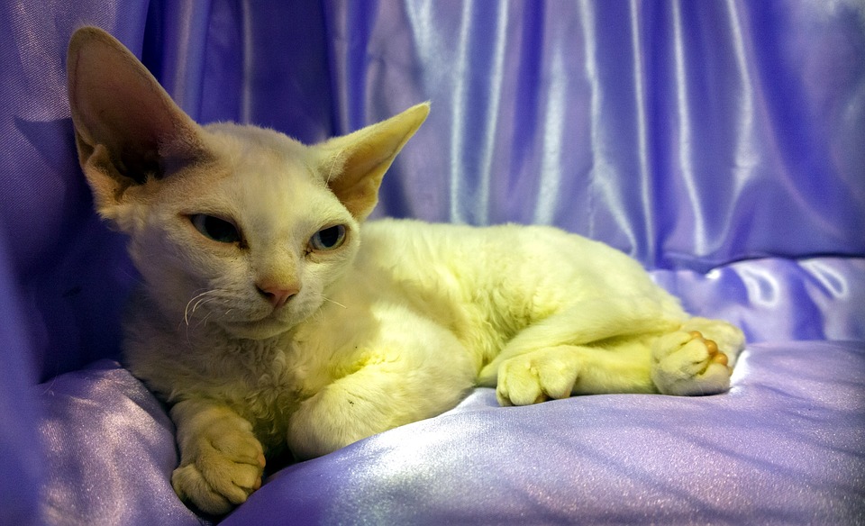 Pozvánka: Medzinárodná výstava mačiek INTERFELIS, 24. 6.-25.6. 2017