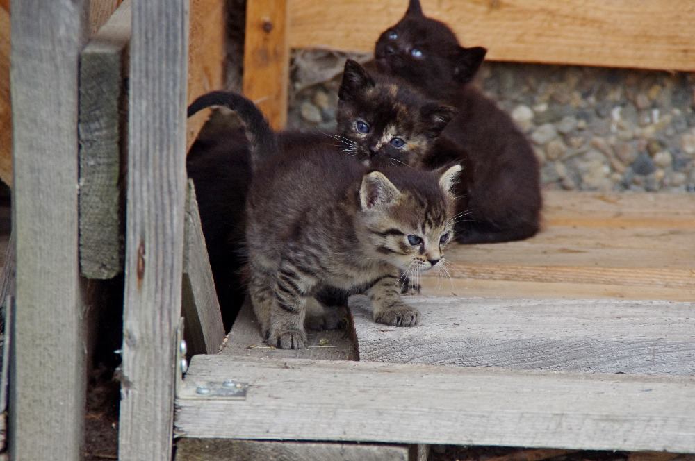 Krásna mačiatka hľadajú nový domov