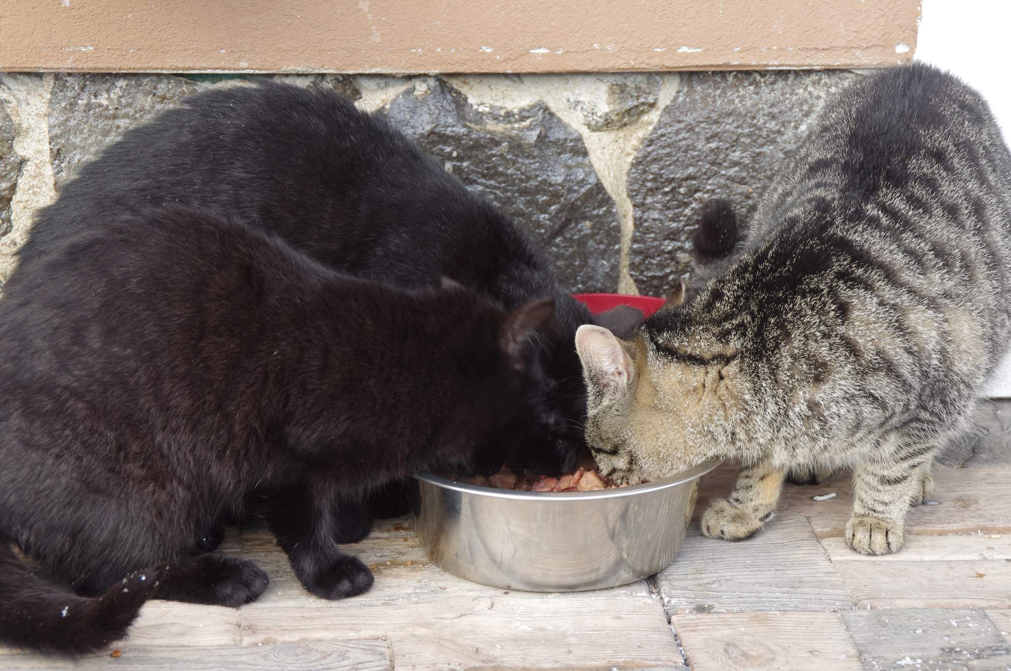 Koľko krmiva pre vonkajšie mačku?