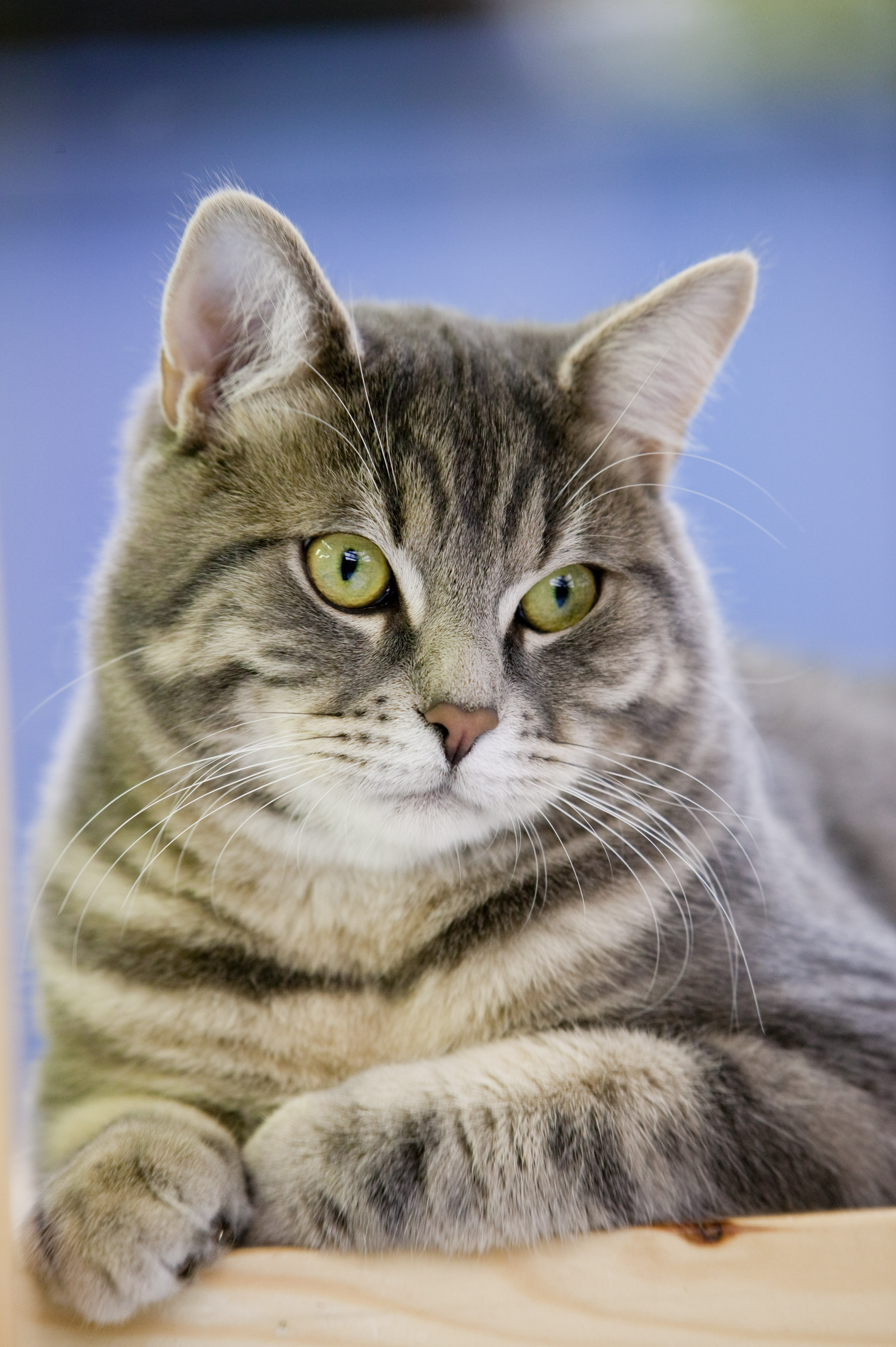 7 dôležitých poznatkov o výžive mačiek