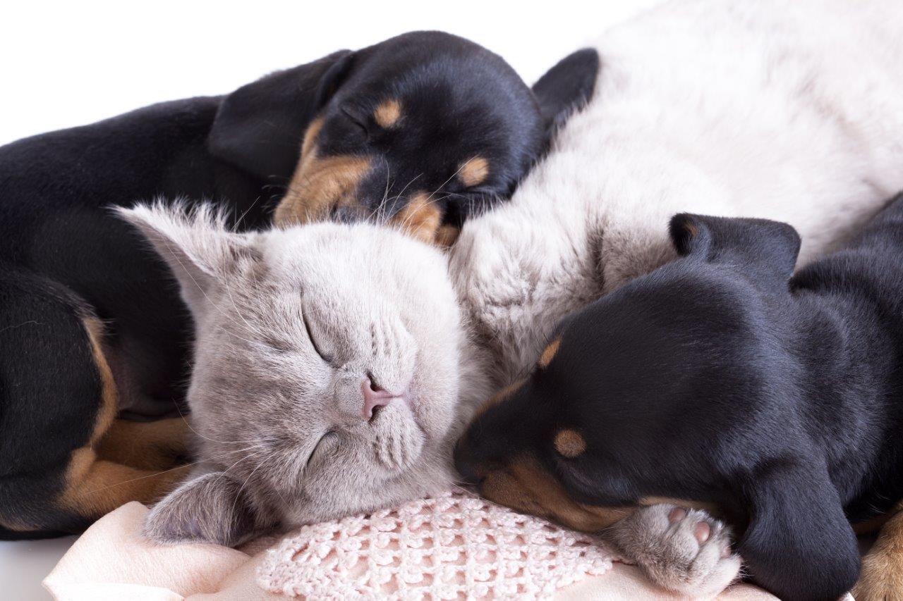 Ponuka mačiek na adopciu na jednom mieste