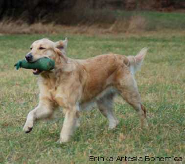 zlatý retriever