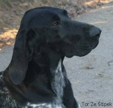 Nemecký krátkosrstý stavač