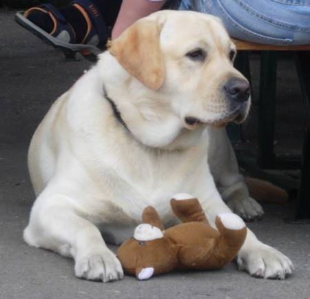 labradorský retriever