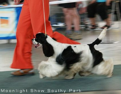 americký kokeršpaniel