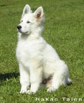 Biely švajčiarsky ovčiak