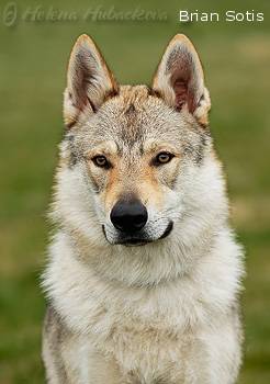 Československý vlčiak