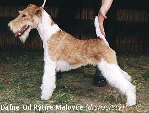 Foxteriér - hladkosrstý / hrubosrstý